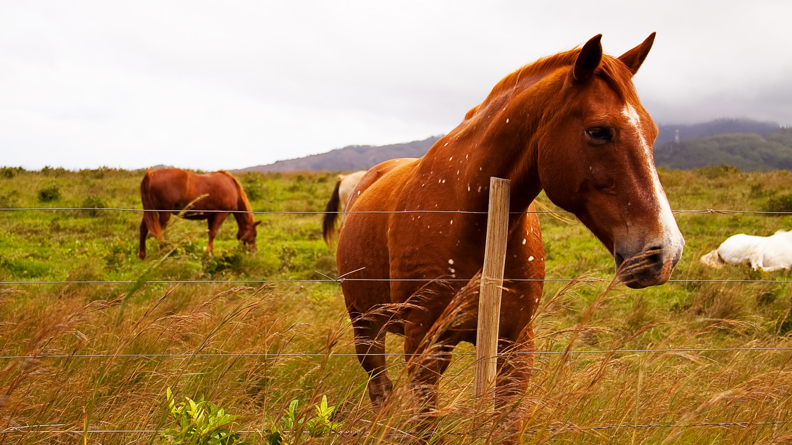 Moving Pets to Hawaii Frequently Asked Questions (FAQ) Hawaii Real