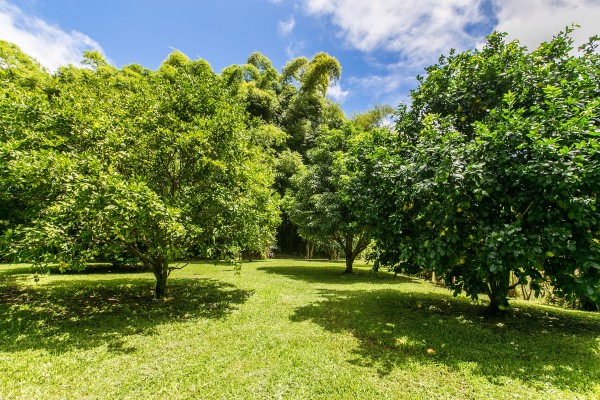 Fruit-Trees_1800x1200_1965501