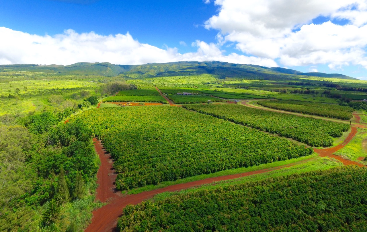 The Stices Are Building a Custom Home in the Kaanapali Coffee Farms
